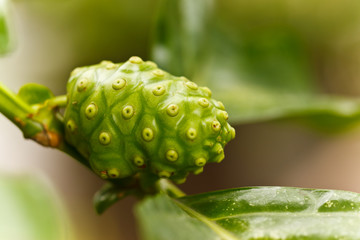 fresh fruit in garden