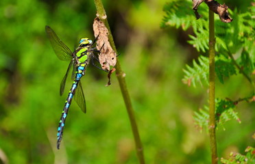 Fototapeta premium dragonfly