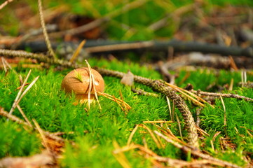 mushroom in forest