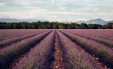 Fototapeta na wymiar Lavender flowers blooming field