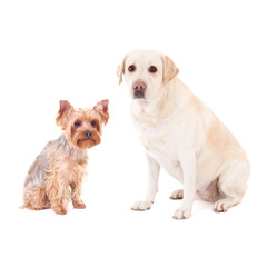 cute dogs - yorkshire terrier and golden retriever isolated on w