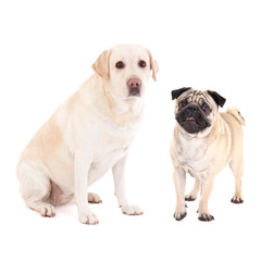 Obraz premium cute dogs - pug dog and golden retriever isolated on white