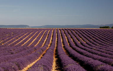 Plakat Lavender flowers blooming field
