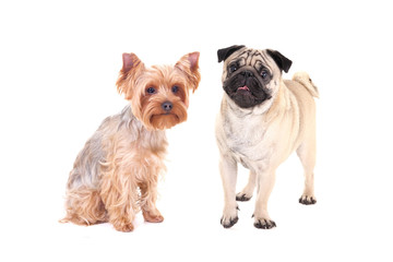 friendship - yorkshire terrier and pug dog sitting isolated on w