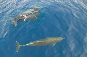 Acrylic prints Dolphin three dolphins in sea