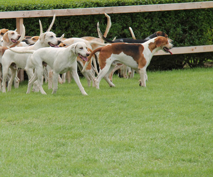 A Pack of Hunting Hounds in a Field Enclosure.