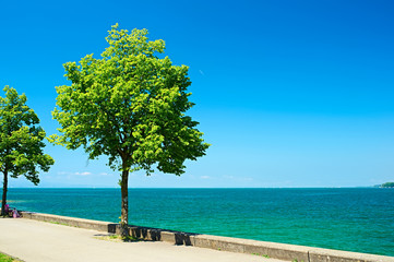 Fototapeta na wymiar Trees by Lake Constance at Germany