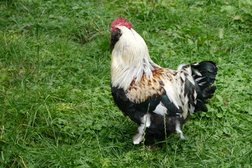 Hahn Henne