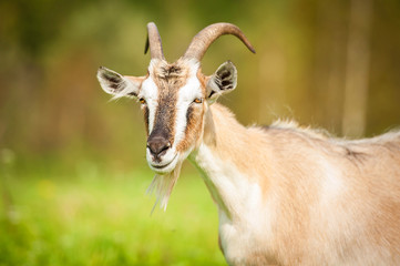 Portrait of a goat in summer