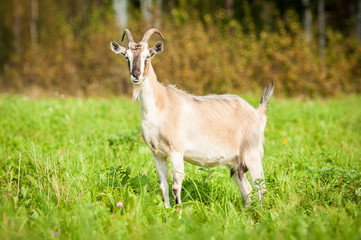 Naklejka na ściany i meble Goat on the pasture