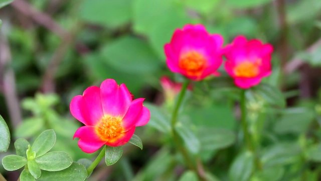 Portulaca flower
