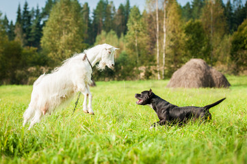 Fototapeta premium Goat playing with a dog on the pasture