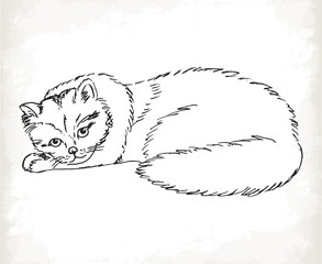 Fluffy cat in sketch style on a white background.