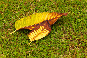 the leaf on grass
