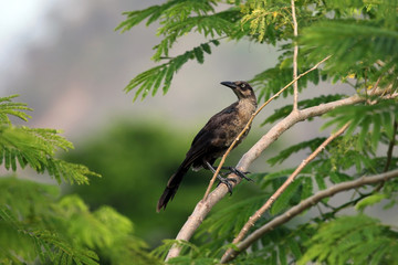 Bird with a blue eye on a branch in the forest, Птица