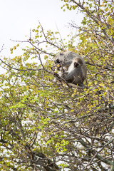 A wild mother Vervet Monkey sits with her baby in a tree