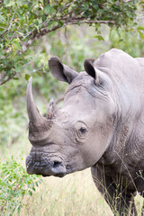 Naklejka premium A portrait of a large wild White Rhino standing in the bushveld