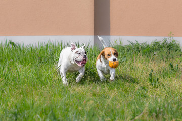 Beagle and bulldog playing with ball