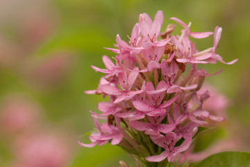 lovely flower in garden