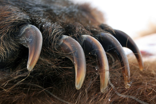 Claws of the bear grizzly. Front paw of the grizzly bear, Kamchatka,  