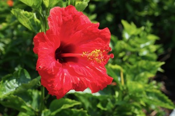 ハイビスカス
