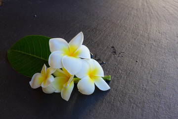 Frangipani flowers