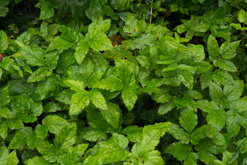Fototapeta na wymiar green foliage background