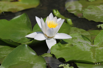 white water lily