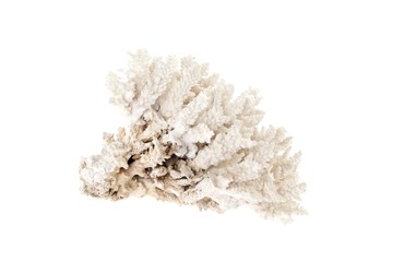 white Coral