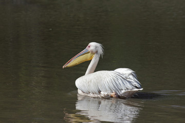 Pelikan
