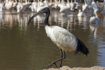 Ibis
