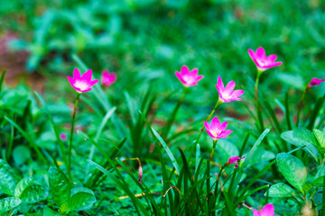 Pink flower in green grass close up