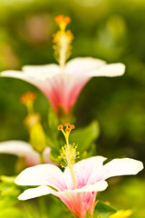 lovely flower in garden