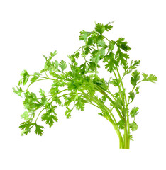 Fresh organic raw coriander leaf isolated on white background
