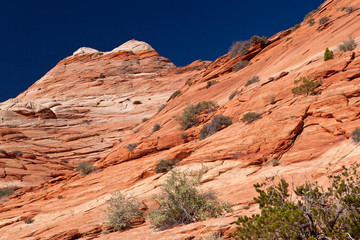 Fototapeta premium USA - coyote buttes - the wave formation