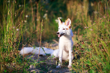 white-red fox pup