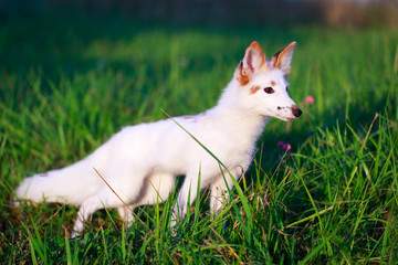 white-red fox pup