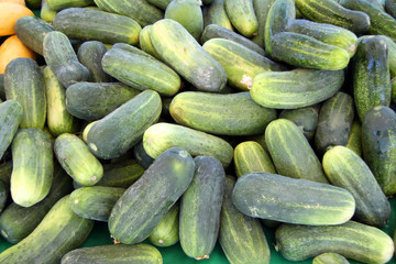 fresh organic ripe cucumbers