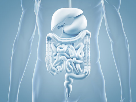 Magen-Darm-Trakt - anatomische 3D-Illustration