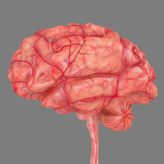 Human Brain