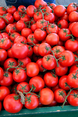 red ripe fresh organic tomatoes