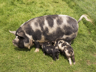 Kune Kune Piglets with Mother