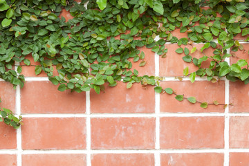 vine on brick wall
