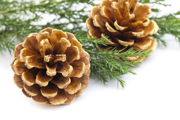 Fototapeta premium Pine cones