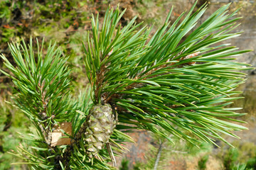 Зеленая шишка среди хвои