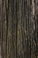 wood background
