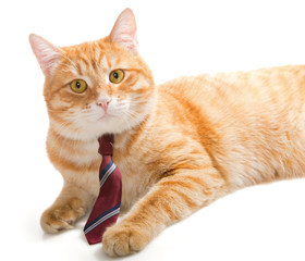 Serious  cat with a  tie