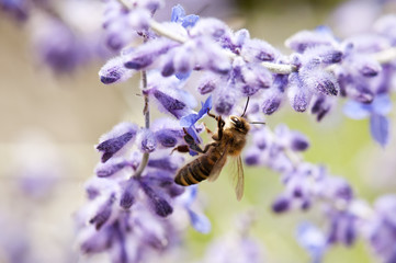 Bee feeds on lavender
