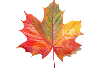maple leaf on white background