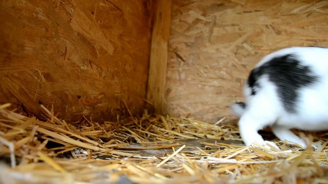 Rabbits in the shed